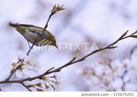 白眼棲息在櫻花的樹枝上 133674201