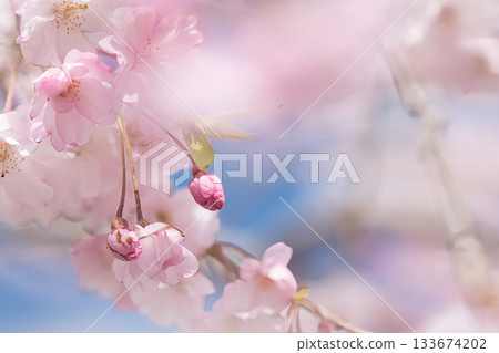 河津櫻花宣布春天的到來 133674202
