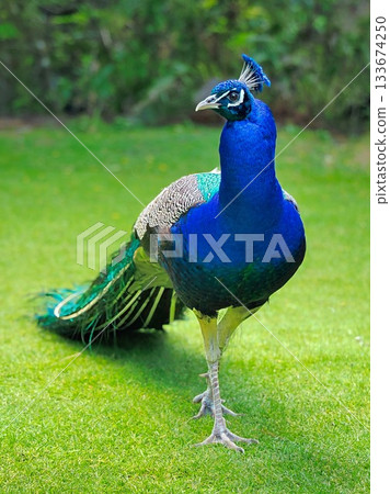 Peacock Beautiful Blue Neck 133674250