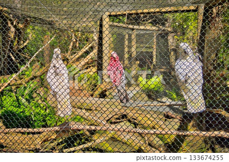 Three Parrots Behind Wire Fence Three Parrots Behind Wire Fence 133674255