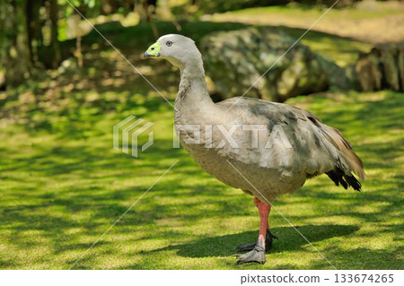 Cape Barren Goose Cape Barren Goose 133674265