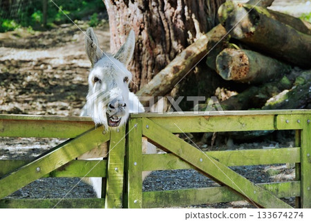Smiling White Donkey Smiling White Donkey 133674274