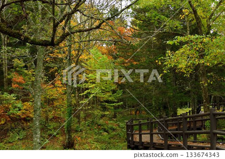 神之湖的秋葉 133674343