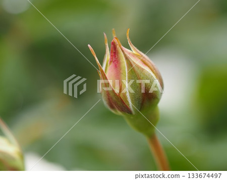 Ivory rose, Shuraneige, bud 133674497