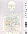 Skeletal specimen 133674580