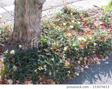 秋日路邊的樹下 秋日路邊的樹下 133674613