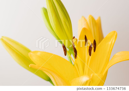 Yellow lily flowers and buds photographed against a gray background 02 133674736