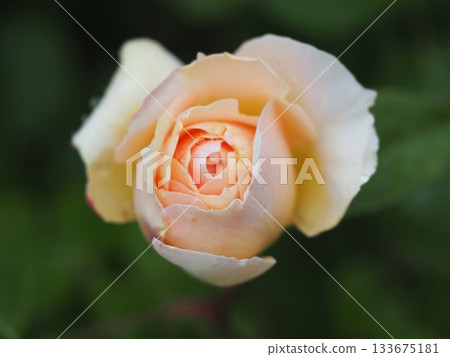 鮭魚粉紅玫瑰伊芙琳 133675181