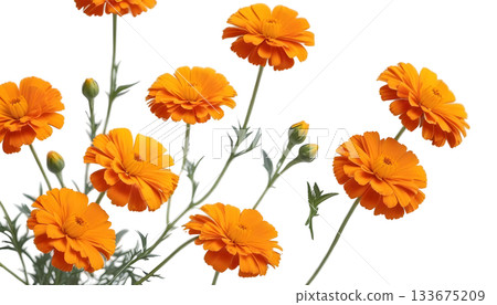 Orange marigold flowers in a vase against a transparent background, symbolizing the Day of the Dead celebration 133675209