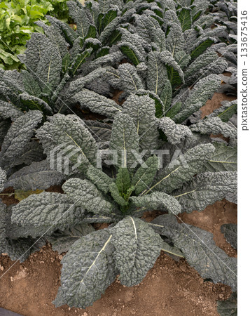 卡沃洛·尼祿的種植 133675416