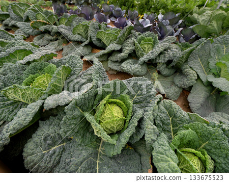 Savoy cabbage cultivation Savoy cabbage cultivation 133675523