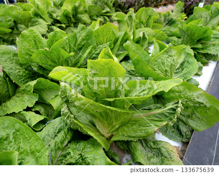 Growing Radicchio Zucchero Growing Radicchio Zucchero 133675639