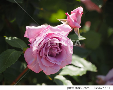 Lavender-colored roses, Yarai-ko Lavender-colored roses, Yarai-ko 133675684