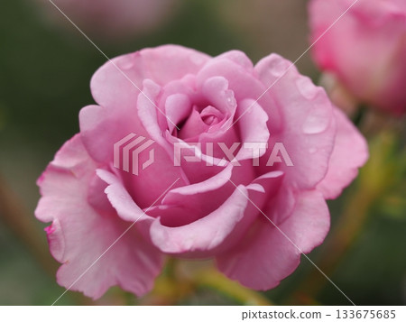 Lavender-colored roses, Yarai-ko 133675685