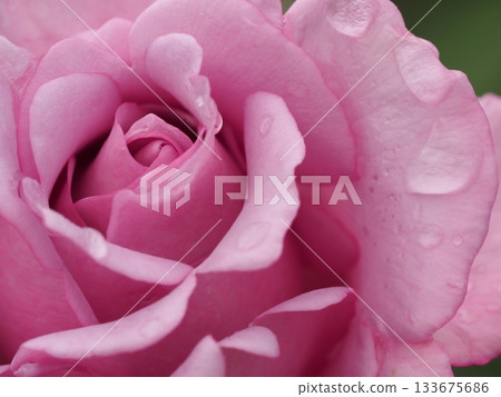 Lavender-colored roses, Yarai-ko Lavender-colored roses, Yarai-ko 133675686