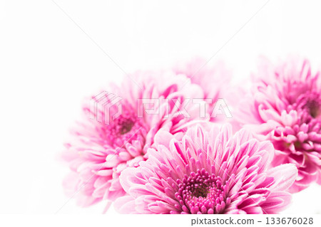 白色背景上的粉紅色噴霧菊花的微距照片 43 白色背景上的粉紅色噴霧菊花的微距照片 43 133676028