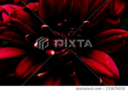 黑色背景上的紫紅色噴霧菊花的微距照片 01 133676038