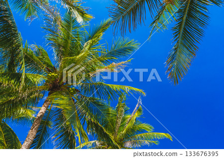 background with green leaves of coconut palm trees against a blue sky in the tropics in summer on tropical resort. Concept of tourism and travel background with green leaves of coconut palm trees against a blue sky in the tropics in summer on tropical resort. Concept of tourism and travel 133676395