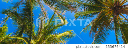wide panoramic banner with green leaves of coconut palms trees on background of a blue sky in tropics in summer on tropical island. Concept of tourism and travel wide panoramic banner with green leaves of coconut palms trees on background of a blue sky in tropics in summer on tropical island. Concept of tourism and travel 133676414