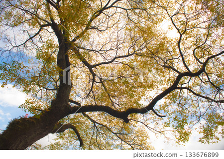 Autumn leaves shining in the autumn sky Autumn leaves shining in the autumn sky 133676899