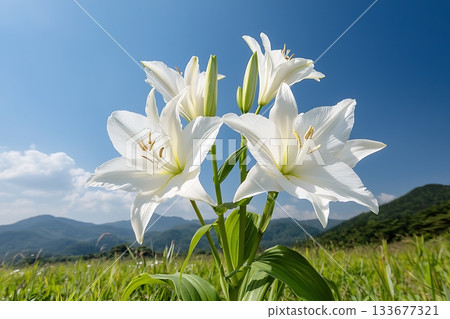 Beautiful White Lilies Blooming in a Sunny Meadow Against a Clear Blue Sky Beautiful White Lilies Blooming in a Sunny Meadow Against a Clear Blue Sky 133677321