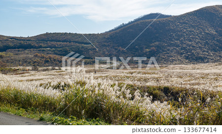 Crater drive course through pampas grass, Oga Peninsula, Akita Prefecture Crater drive course through pampas grass, Oga Peninsula, Akita Prefecture 133677414