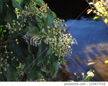 河邊的常春藤花苞(長滿花苞的常春藤) 河邊的常春藤花苞(長滿花苞的常春藤) 133677516