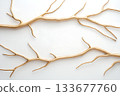 Golden Twisted Branches Against White Background for Artistic and Natural Decor Ideas Golden Twisted Branches Against White Background for Artistic and Natural Decor Ideas 133677760