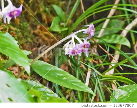 A purple-red wildflower called Zatonia sieboldii that blooms on rocky mountain areas 133677807