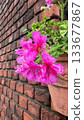 雨水浸濕的粉紅色天竺葵花，點綴著磚牆的粉紅色天竺葵花。 133677867