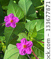 一種喇叭狀的花朵，被稱為粉紅色花朵中的皇后。 133677871