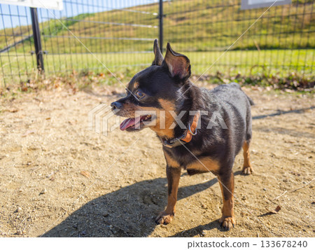 Dog run dog Dog run dog 133678240