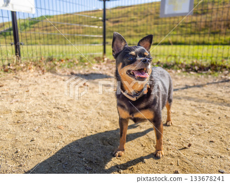 Dog run dog Dog run dog 133678241