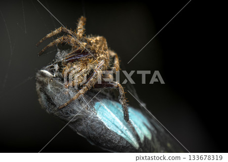 Australian Orb Weaving Spider Australian Orb Weaving Spider 133678319