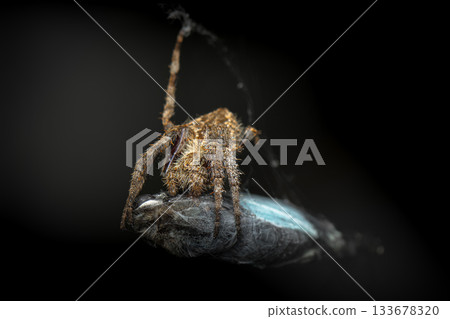 Australian Orb Weaving Spider 133678320