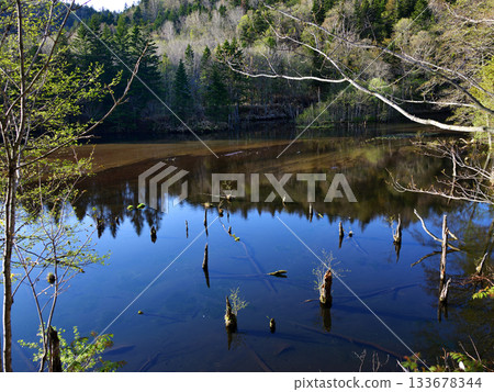 北海道清裡的男鹿瀑布森林步道 133678344