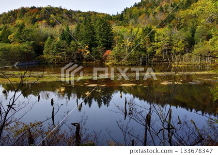 北海道清裡的男鹿瀑布森林步道 133678347