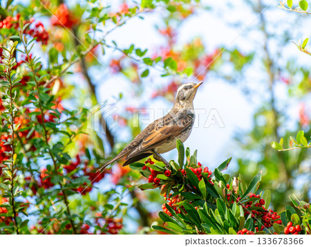Pyracantha and Thrush 133678366