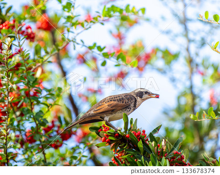 火棘和畫眉 133678374