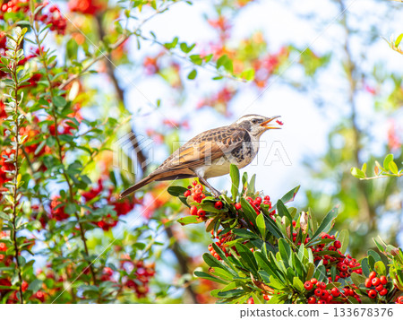 火棘和畫眉 火棘和畫眉 133678376