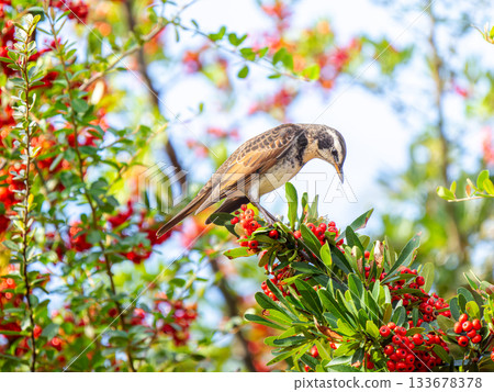 火棘和畫眉 133678378