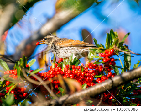 火棘和畫眉 133678380
