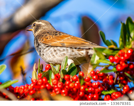 Pyracantha and Thrush 133678381