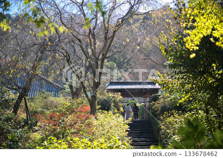 Meigetsuin Temple in early autumn 133678462