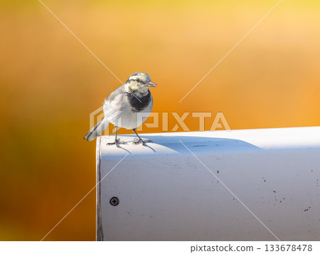 白色鶺鴒棲息在柵欄上 133678478
