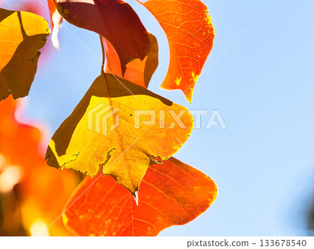 秋葉葉子Nankinhase 133678540