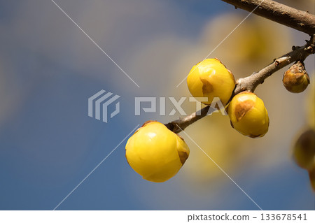 Yellow Royby Flower 133678541