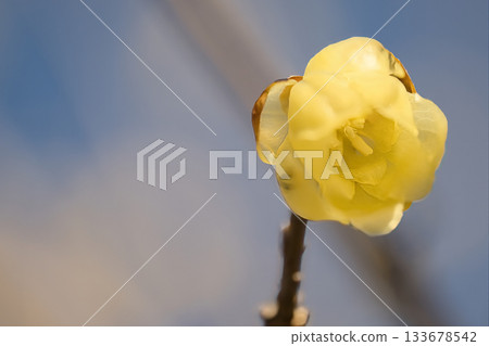 花告訴春天 花告訴春天 133678542