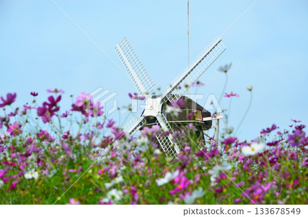 Windmill hill with blooming cosmos 133678549