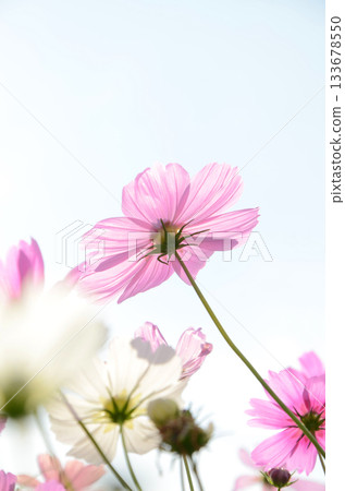 Cosmos field scenery 133678550